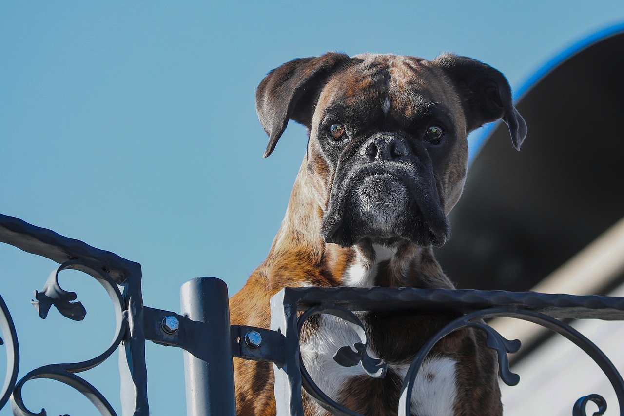 Hunde als Schutz vor Einbrechern?